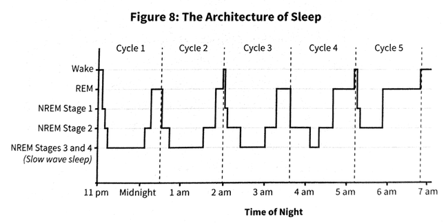 Architecture of sleep
